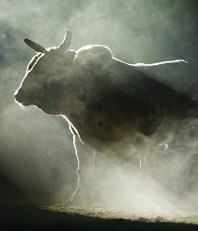 Prize Bull - Million Dollar Bull Team Challenge