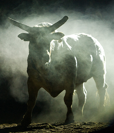 Prize Bull - Million Dollar Bull Team Challenge
